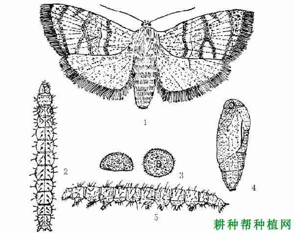 种植苹果如何防治苹果雕翅蛾病害(种植苹果如何防治苹果雕翅蛾)